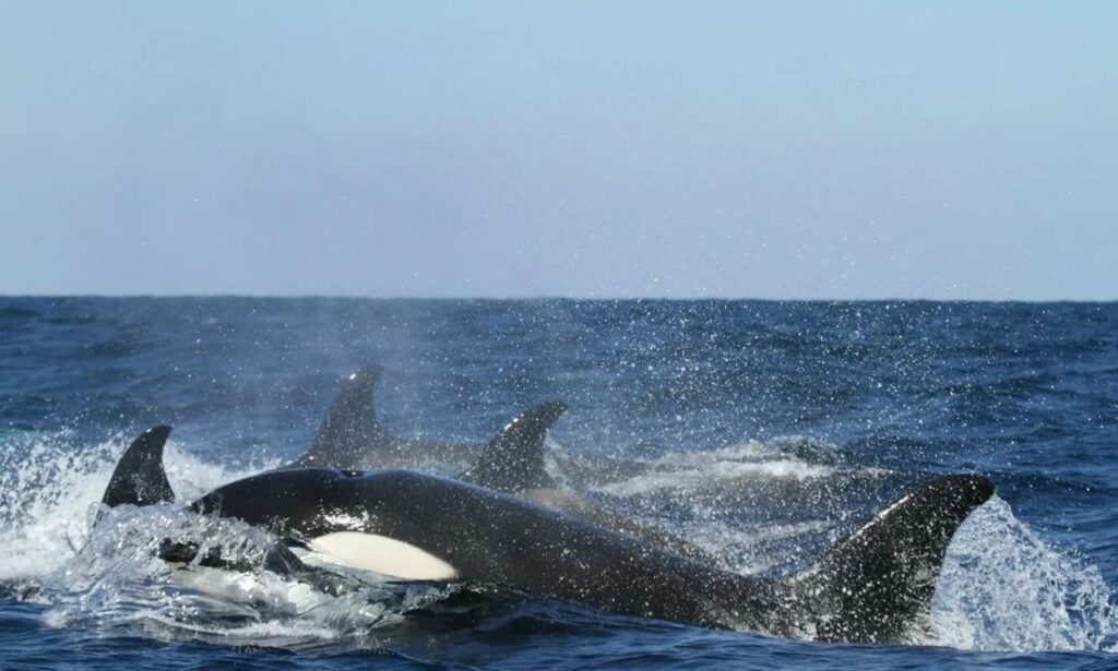  Another Ship Sunk By Orca Attack In The Mediterranean